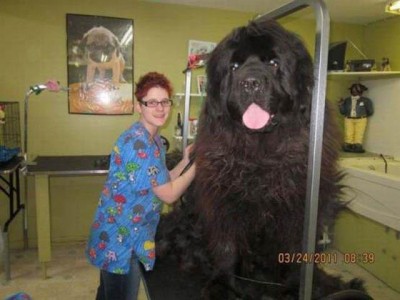 cane_gigante.jpg