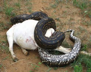 anaconda snake eating goat Wallpapers.jpg
