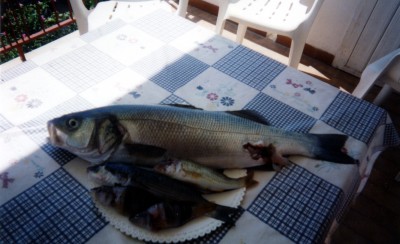 Spigola.jpg